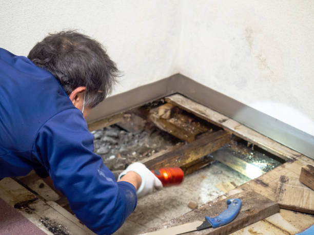 Best Mold Removal Specialists  in Aztec, NM