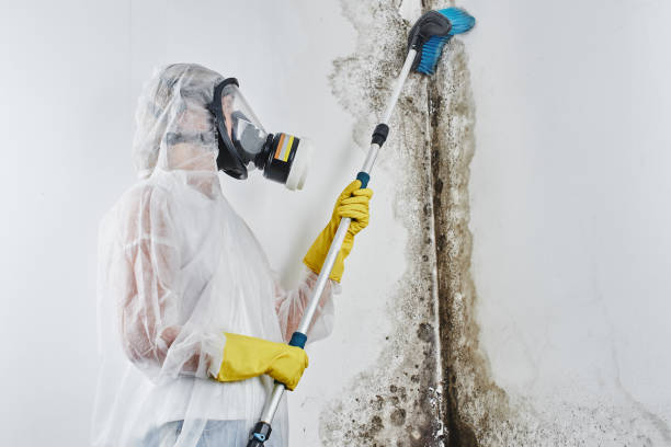 Mold Testing and Removal in Aztec, NM