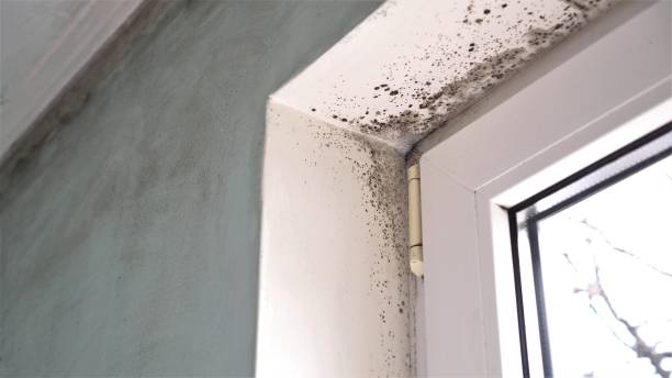 Best Certified Mold Removal  in Aztec, NM