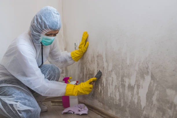 Best Black Mold Removal  in Aztec, NM