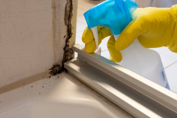Best Commercial Mold Removal  in Aztec, NM