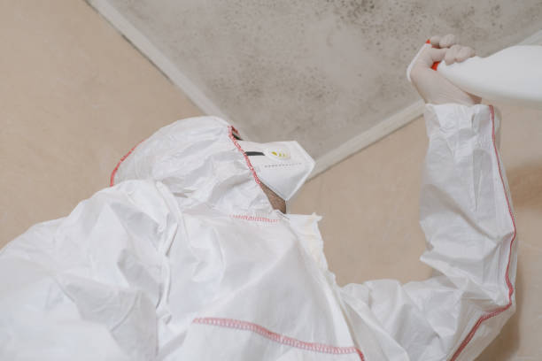 Best Attic Mold Removal  in Aztec, NM